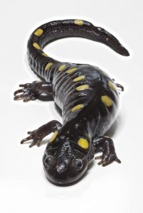 The spotted salamander (Ambystoma maculatum) is a mole salamander common in the eastern United States and Canada. It can reach 19 cm long and has yellow spots on its back. Their primary habitat are deciduous forests with fish-free ponds or vernal pools for egg laying and larval development. They feed primarily on invertebrates such as earthworms and slugs but will eat almost any insect they can get. They are primarily subterranean, but can also be found beneath surface debris.